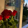 sana_leo29