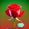 user2344050707711