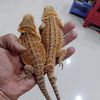 samsung.a03792