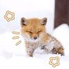 zaa_r44_