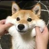 reiwyz_