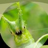cl1mmy_th3_bug