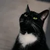 sewage_rat_2.0
