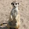 michael.siems