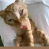 hlihbumxilabum
