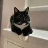 inteannboll