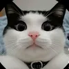 elamantedelosgatos1