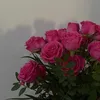 sha.amini