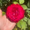rosalva0447