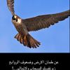 fahadalqahtani491