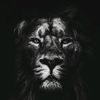barbad_halak_4