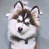 pipertherealpomsky