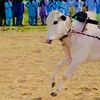 rajput___video