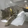 lab.ort4you