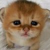 kittybigpoo