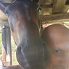 .pippo111