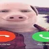 user4pqlccle50