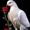 innma6704