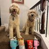 goldendoodlemama24.7