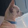 toby_the_chihuahaua_