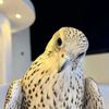 alsliman_990