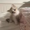 honey_pie49