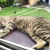 lesiulivetv