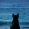 oceyne