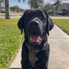 doc.the.black.labby