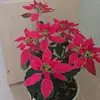 hoa.anh.o031