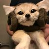 _fennec.f0x_