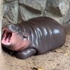 baby_.hippo