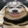 aduanghuy_2039