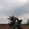 anisaumaurah