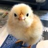el.pollito832