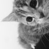 farhana4_