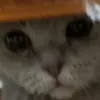 pok_kokoc