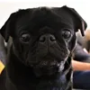 pugzzvr