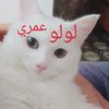 diala3197