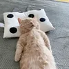 kitty_jw.1