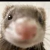 the._.rat3