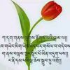 sither.tshewang