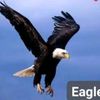 eagle3814