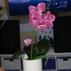 tea_jus126