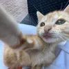 chico_478