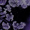 lilac_bloomss