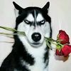 tyumenlive