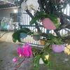 phanduyn6
