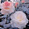 sher.nadir1