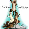 Five Points Ferret Refuge 🦦